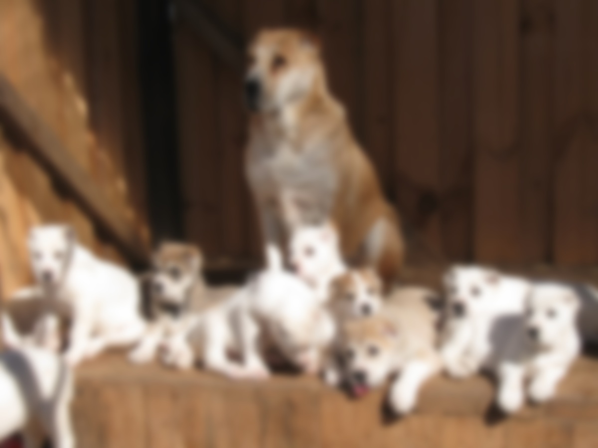 Порода собак Алабай — характеристика и фото с описанием