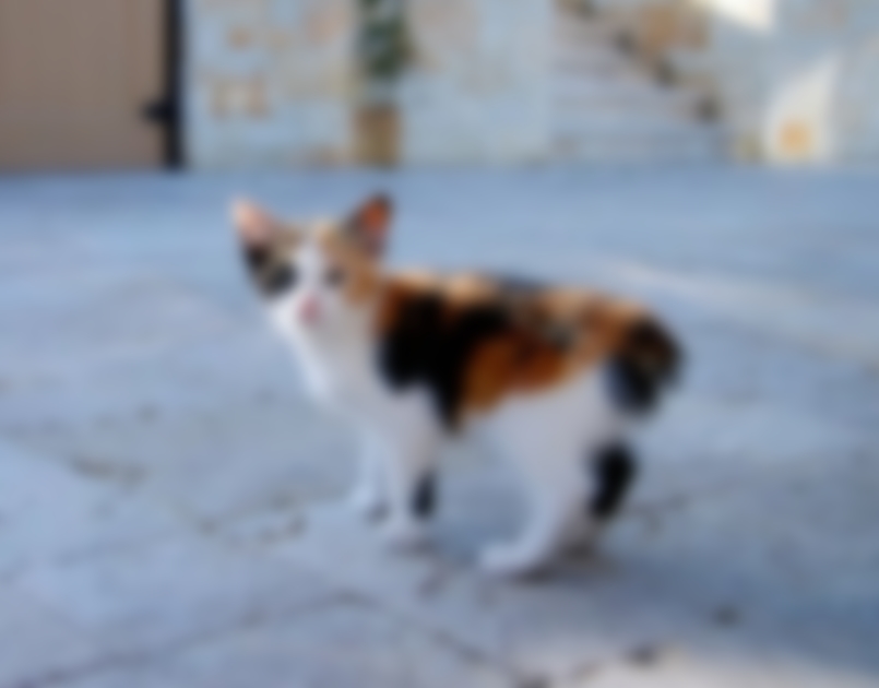 Мэнская кошка — описание и характеристика породы с фото