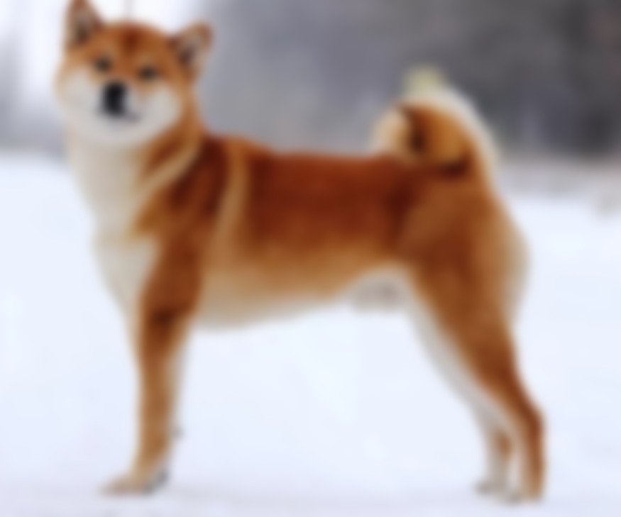Японская порода собак сиба ину — описание породы с фото