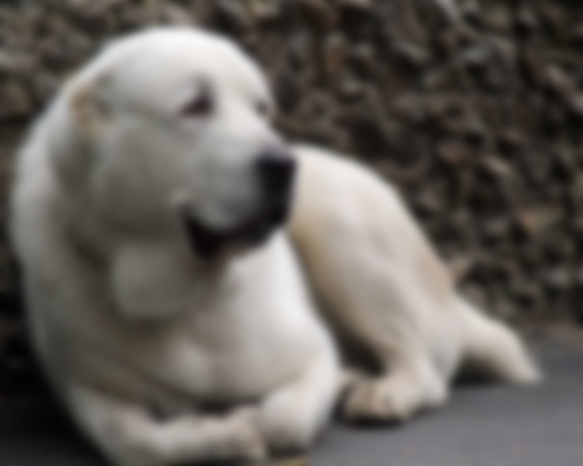 Порода собак Алабай — характеристика и фото с описанием