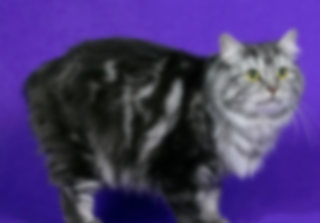 Мэнская кошка — описание и характеристика породы с фото