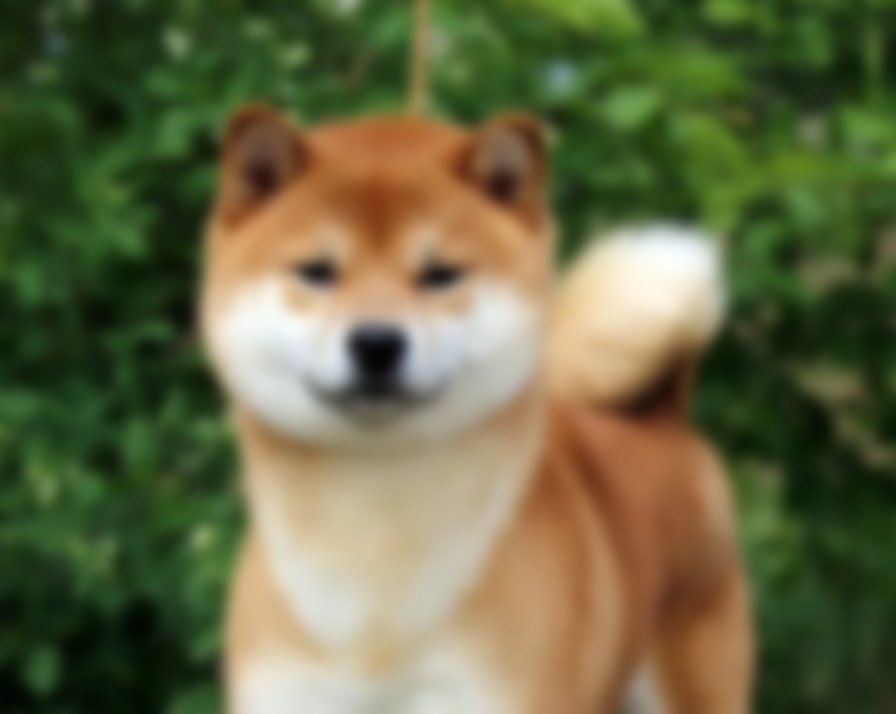 Японская порода собак сиба ину — описание породы с фото