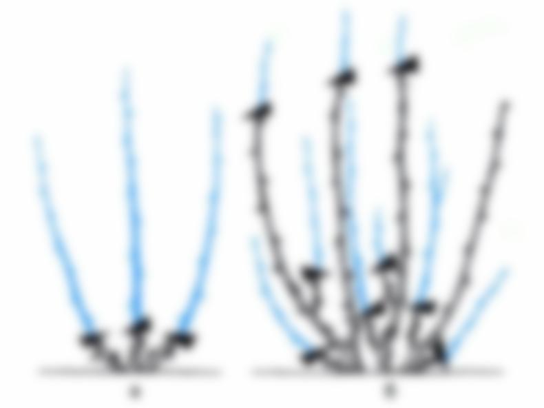 Как обрезать крыжовник осенью
