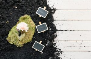 Посев на июнь: лунный календарь для садоводов и огородников 9gkhmpc8qtfs5jqhj7