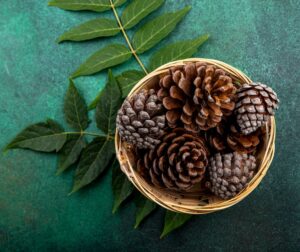 Поделки из шишек своими руками od47qm6nogjls8ydey